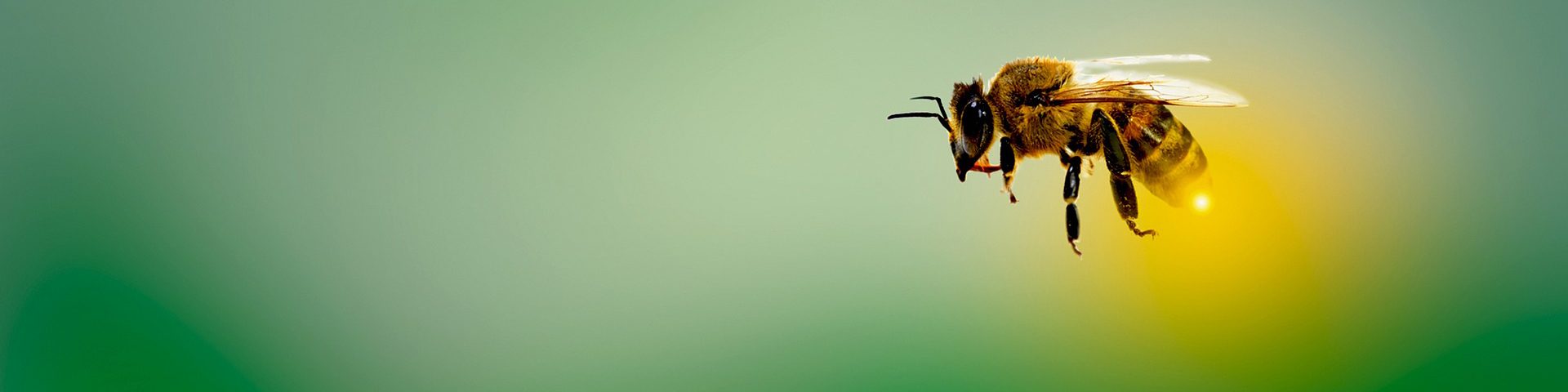 About Header (Bee)